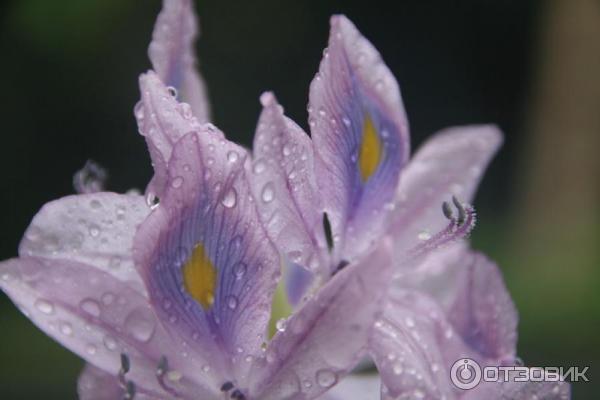 Отдых на Бали (Индонезия) фото