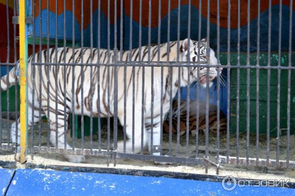 Зоопарк нижнекамск. Зоопарк Йошкар Ола. Медведевский зоопарк Йошкар Ола. Йошкар-Ола зоопарк чудо-остров. Зоопарк Ноев Ковчег.