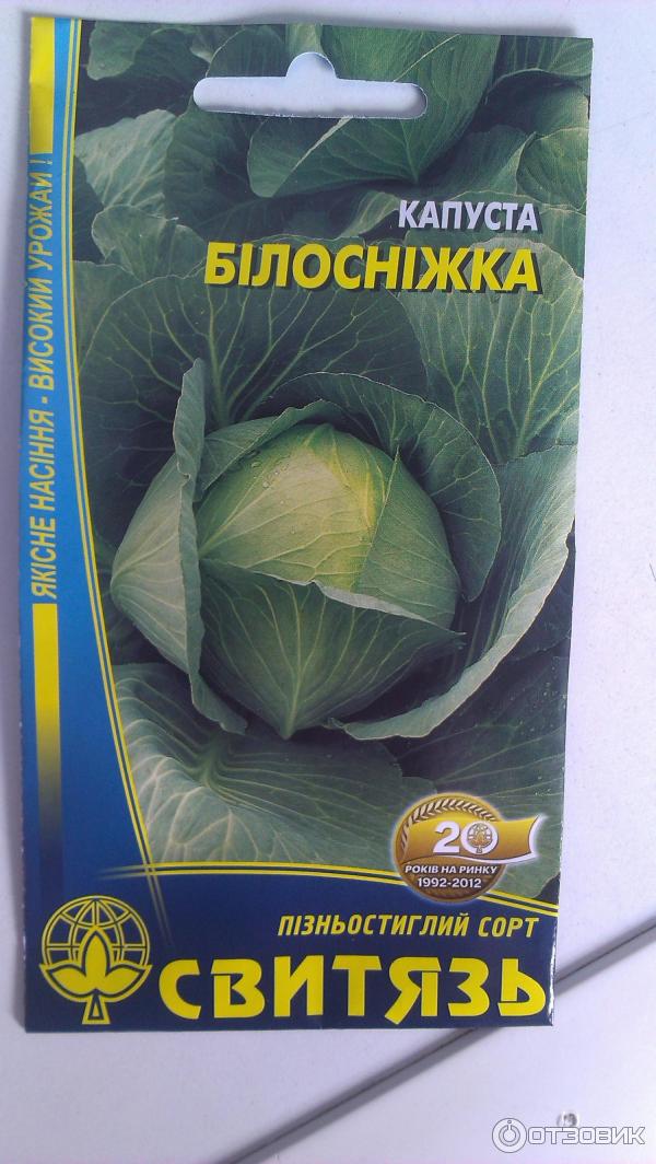 Капуста белоснежка описание сорта. Капуста Белоснежка. Капуста Белоснежка фото. Капуста Белоснежка отзывы.