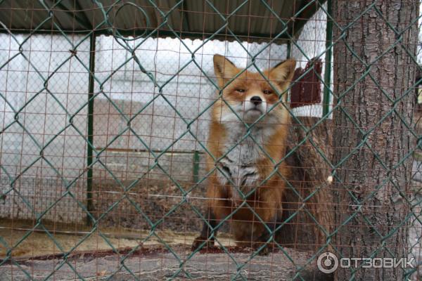 Отель Царьград Спас-Тешилово (Россия, Московская область) фото