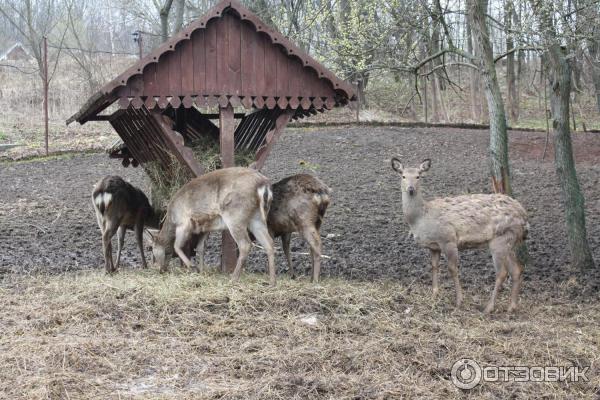 Отель Царьград Спас-Тешилово (Россия, Московская область) фото