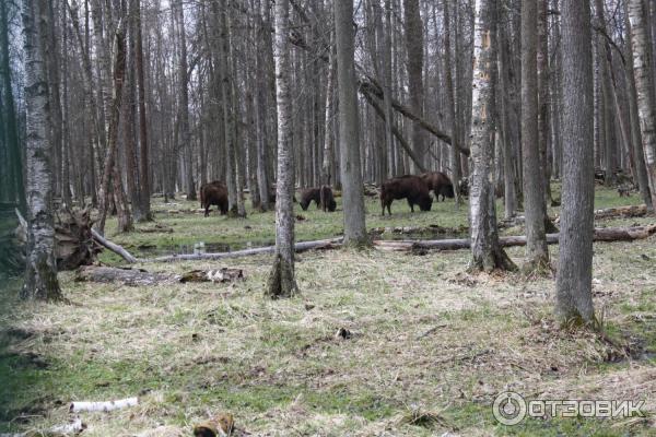 Приокско-террасный государственный биосферный заповедник (Россия, Московская область) фото