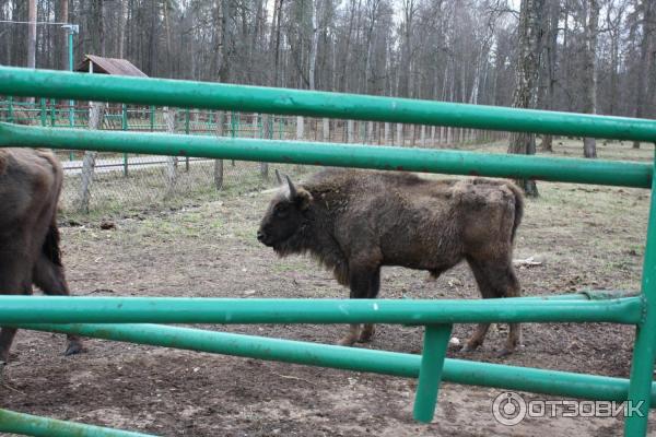 Приокско-террасный государственный биосферный заповедник (Россия, Московская область) фото