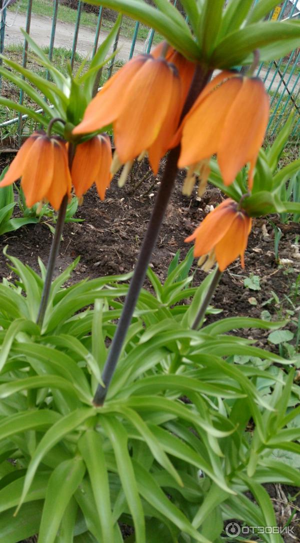 Покажи цветы рябчики. Покажи цветы рябчики. Покажи цветы рябчики. Цветок рябчик императорский. Рябчик императорский (фритиллярия).