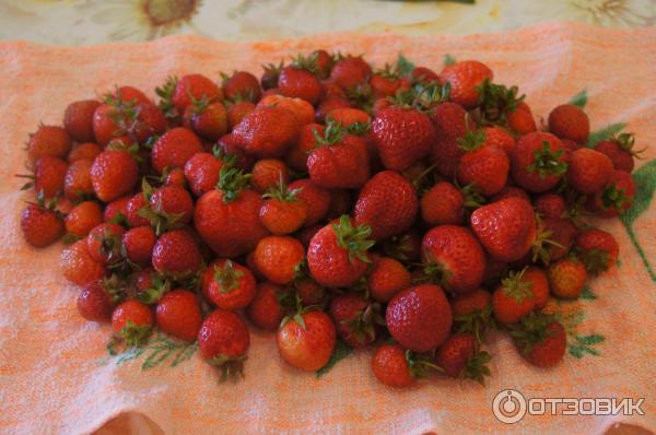 Удобрение для клубники весной для увеличения урожая