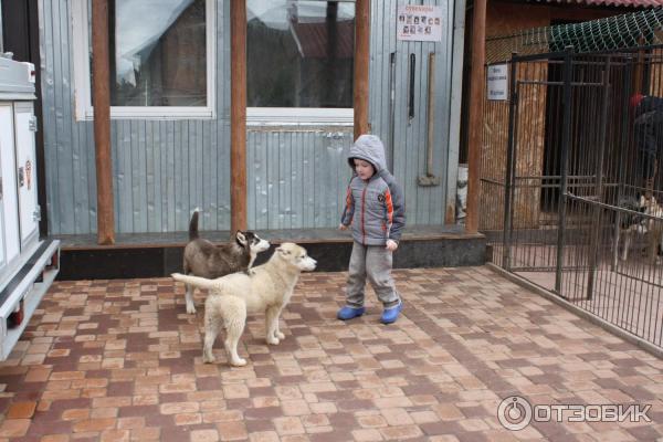 Экскурсия в питомник сибирских хаски (Россия, Московская область) фото