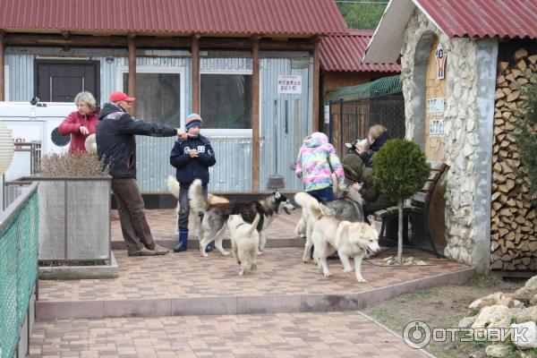 Экскурсия в питомник сибирских хаски (Россия, Московская область) фото