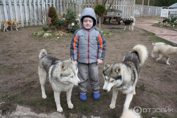 Экскурсия в питомник сибирских хаски (Россия, Московская область) фото