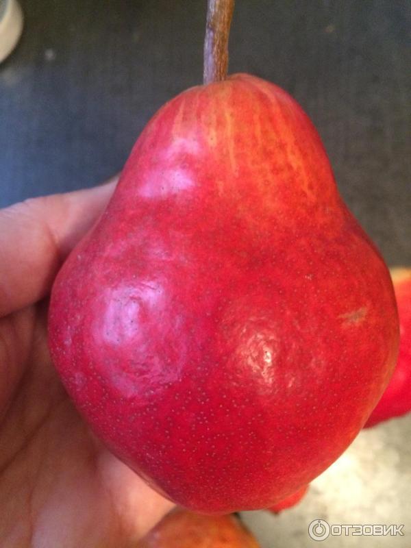 Груша ред батлер красная. Груша ред батлер. Груша ред батлер. Груша старкримсон. Груша ред батлер 0,8кг-1,2кг.