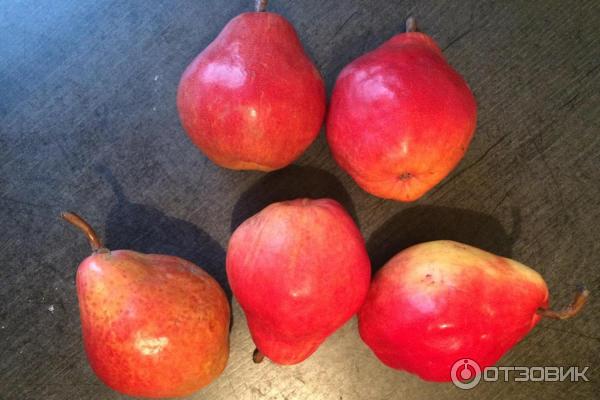 Груша ред анжу. Груша ред бартлет. Груша ред батлер. Груша ред бартлет. Груша ред батлер красная.