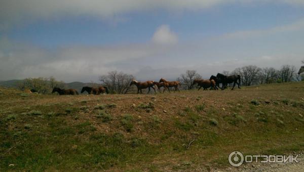 Экскурсия в Зеленогорье