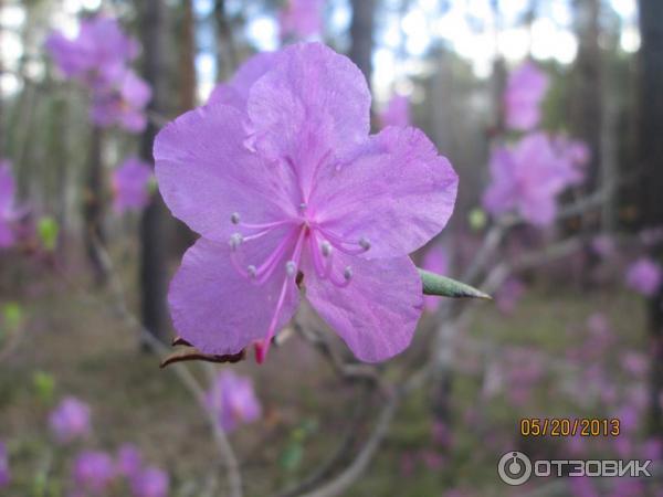 Цветение рододендрона Даурского