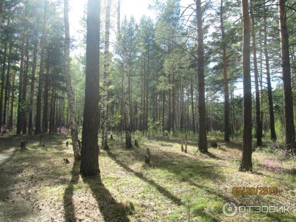 Садовое растение Рододендрон Даурский фото