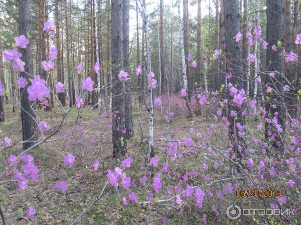 редкие, теперь растения рододендрона Даурского