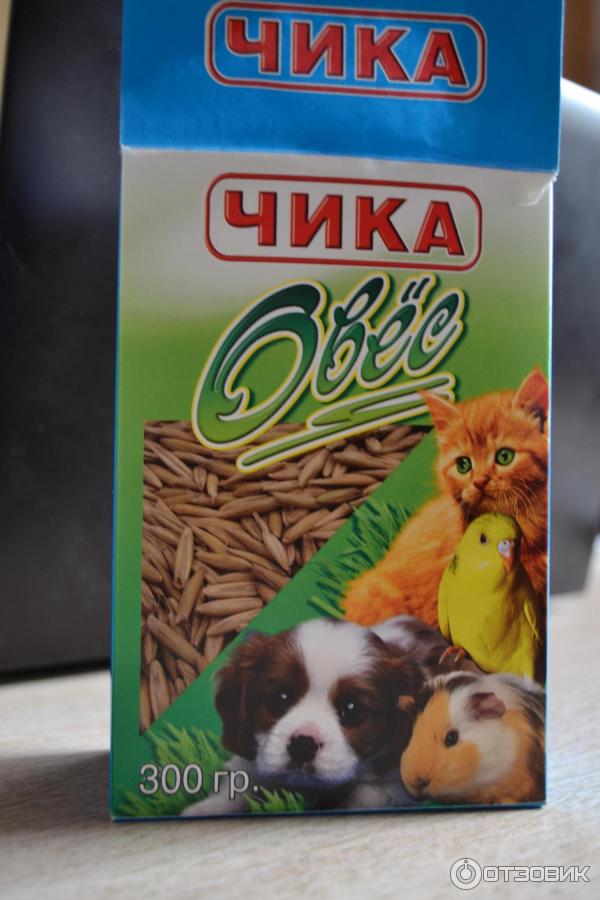 Овес Чика фото