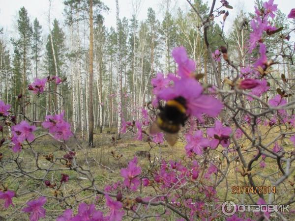 Садовое растение Рододендрон Даурский фото