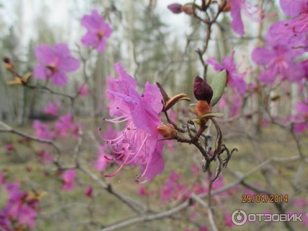 Садовое растение Рододендрон Даурский фото