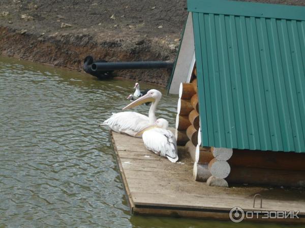 Казеевка Экокомплекс Пенза Фото