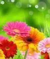 Gerbera---