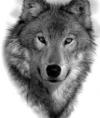vlad-wolf