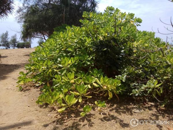 Национальный парк Mu Koh Lanta (Тайланд, Ланта) фото