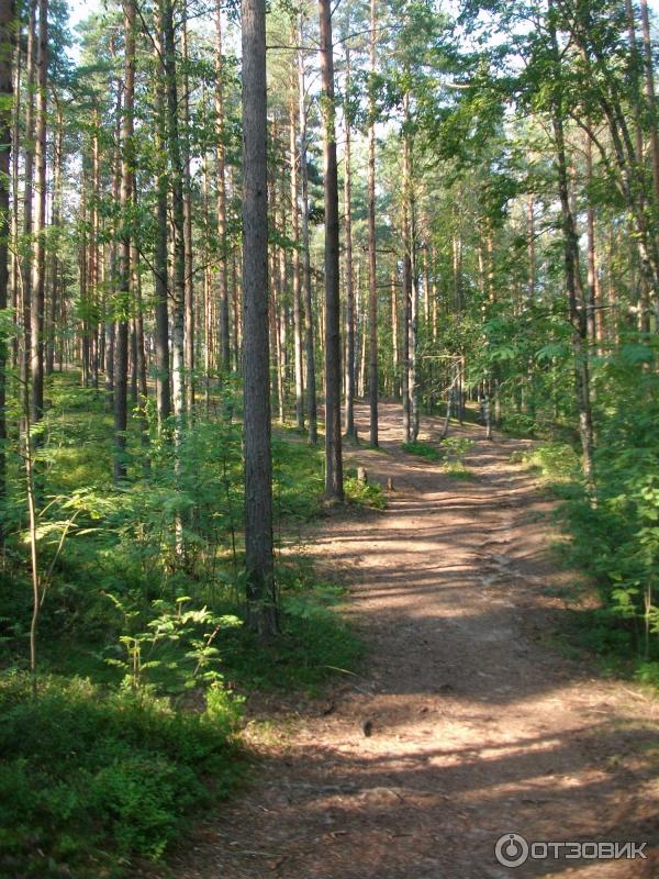 Пляж Ласковый (Россия, Санкт-Петербург) фото