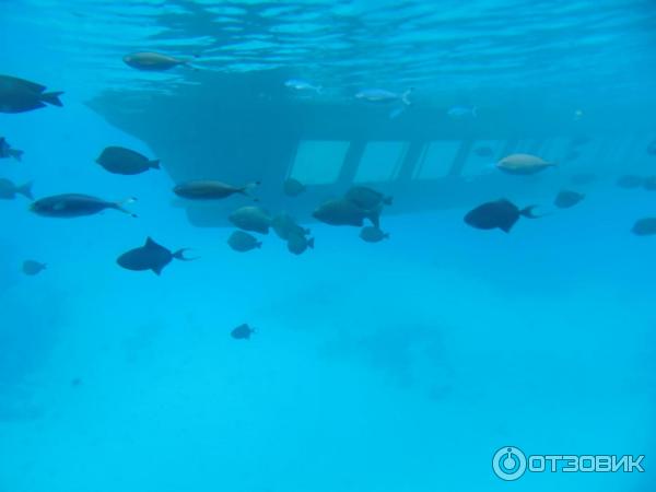 park inn by Radisson 20151025 sea excursion underwater