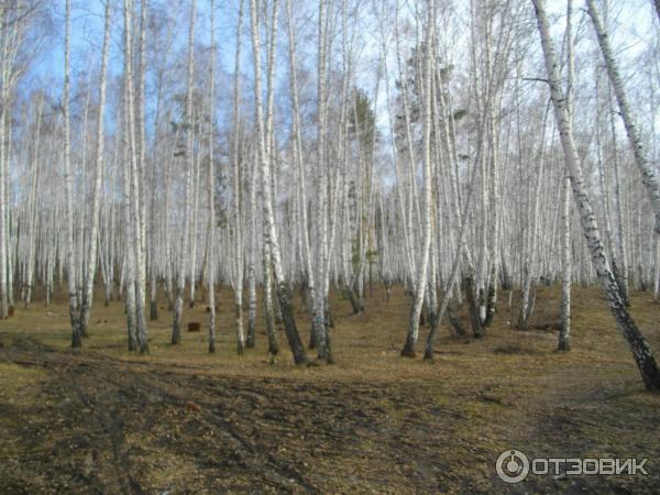 березы на территории