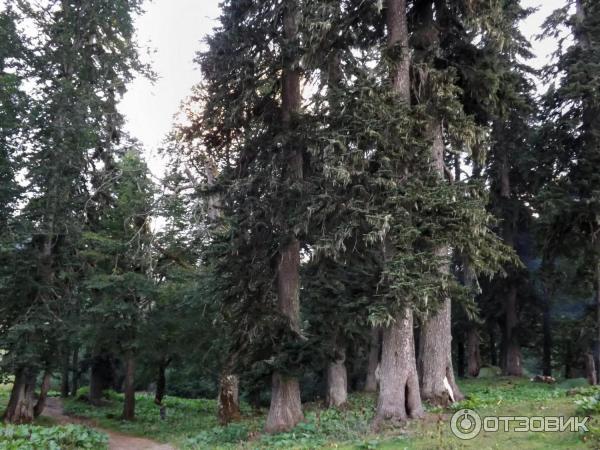 Экскурсия на Альпийские луга (Абхазия, Гудаутский район) фото