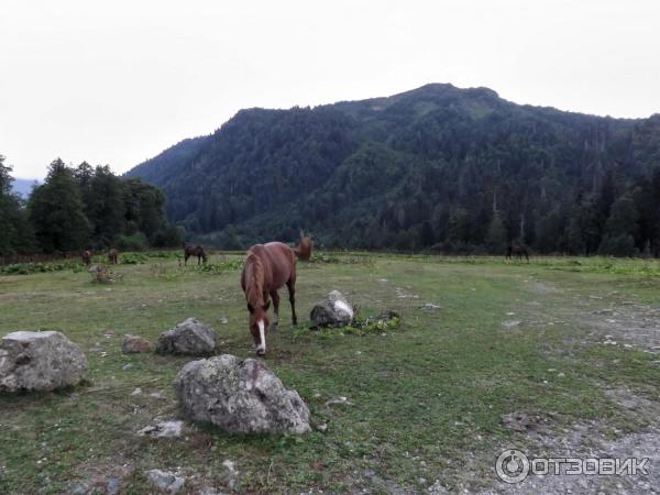 Экскурсия на Альпийские луга (Абхазия, Гудаутский район) фото