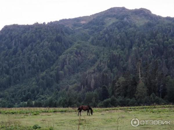 Экскурсия на Альпийские луга (Абхазия, Гудаутский район) фото