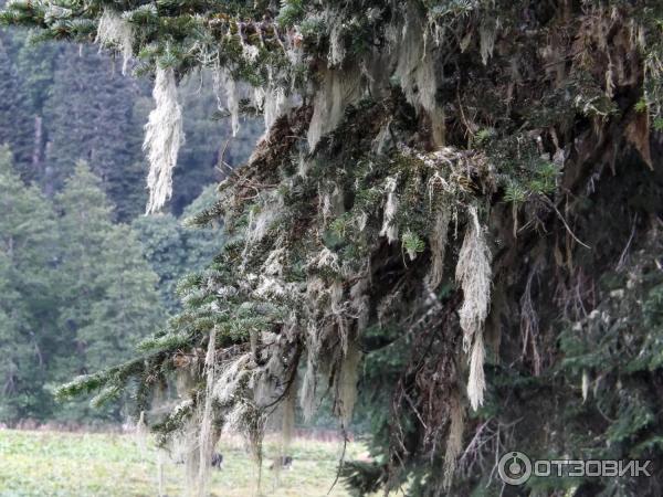 Экскурсия на Альпийские луга (Абхазия, Гудаутский район) фото