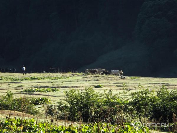 Экскурсия на Альпийские луга (Абхазия, Гудаутский район) фото