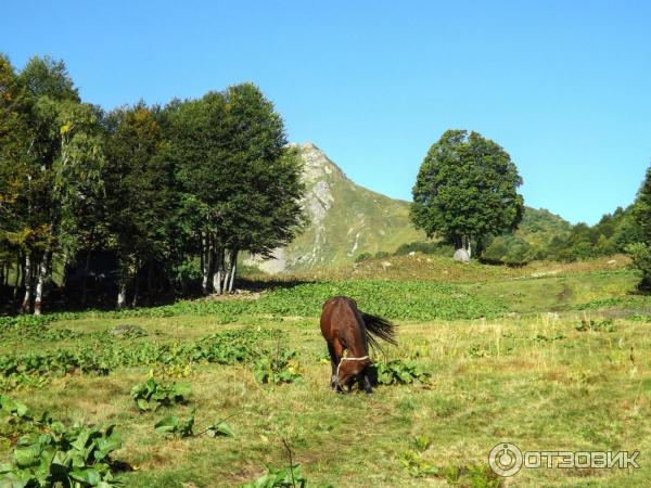 Озеро Мзы (Абхазия) фото