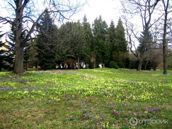 В Ботаническом саду впервые зацвёл 90-летний кактус