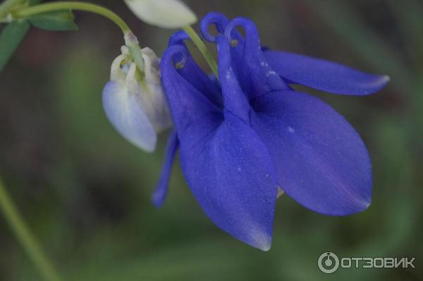 База отдыха Лазурит фото