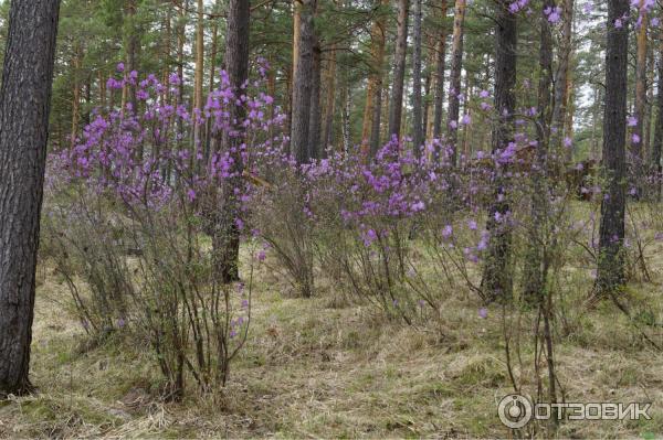База отдыха Лазурит фото