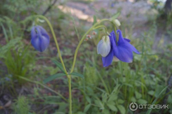База отдыха Лазурит фото