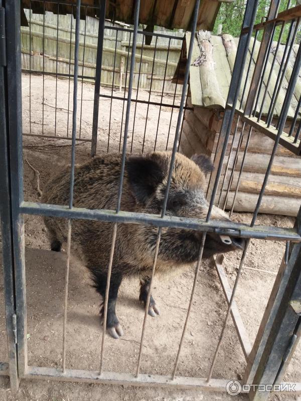 Экопарк зооград пушкинские горы. Пушгоры зоопарк. Пушкинский зооград режим работы. Зооград в пушкинских. Экопарк зооград пушкинские горы.