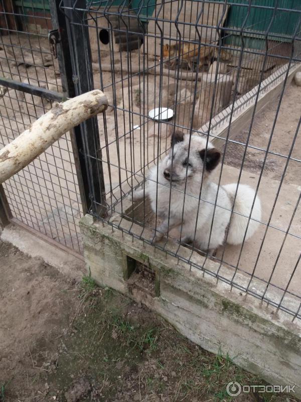 Зооград псков. Экопарк зооград пушкинские горы. Зооград пушкинские горы. Зооград псков пушкинские горы. Зооград пушкинские горы режим.