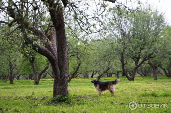 Ясная Поляна (Россия, Тульская область) фото