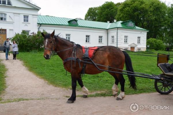 Ясная Поляна (Россия, Тульская область) фото