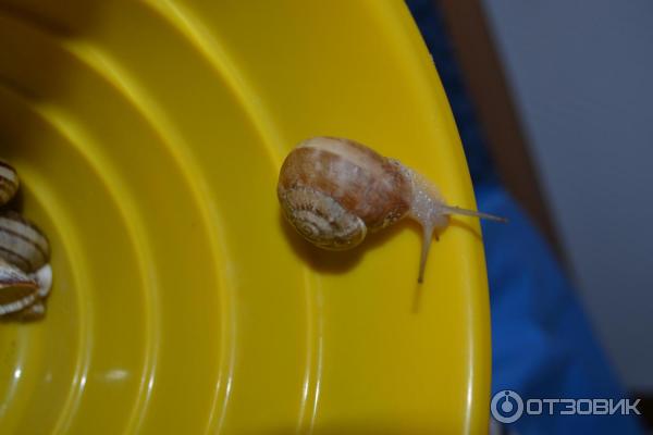 улитки snail