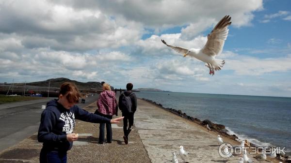 Рыбацкий городок Howth (Ирландия) фото