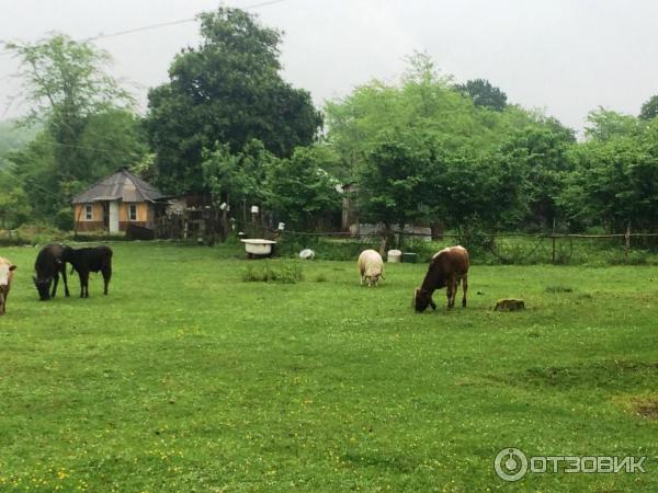 Отдых в г. Очамчира (Абхазия, Очамчира) фото