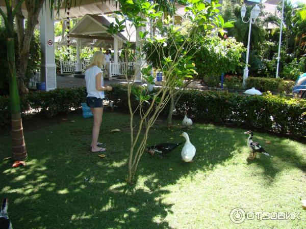 Отель Vista Sol Punta Cana (Доминикана, Пунта Кана) фото