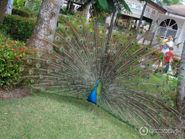 Отель Vista Sol Punta Cana (Доминикана, Пунта Кана) фото