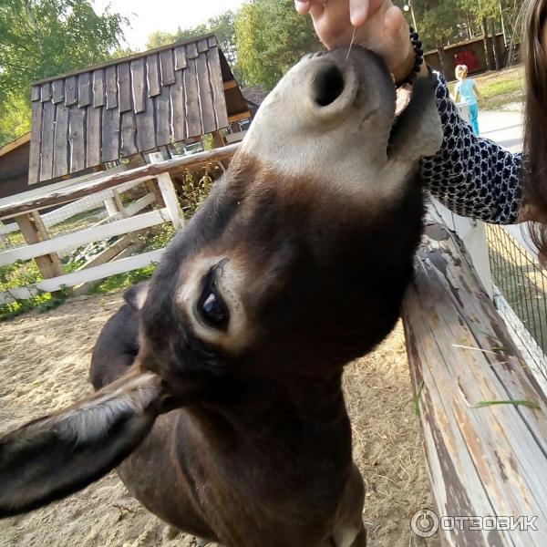 Развлекательный комплекс В некотором царстве (Россия, Рязань) фото
