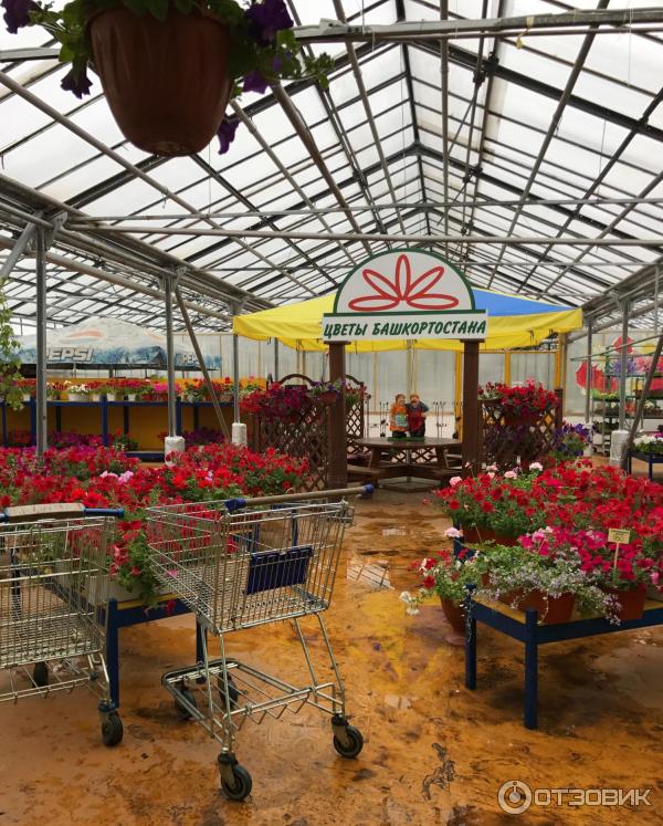 Цветы башкирии садовый центр. Цветы башкирии рассада. Рассада перца всходы. Цветы башкирии садовый центр. Садовый центр.