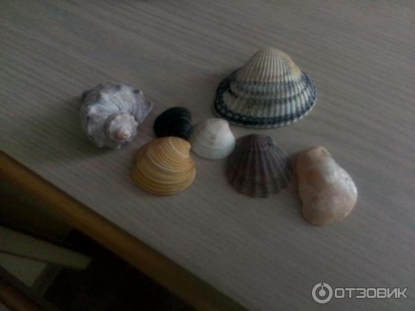 Отель Venera Resort фото